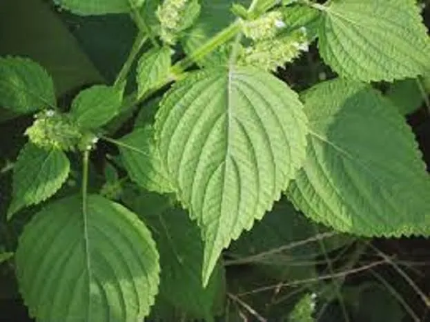 ProstaPrime ingredient 7